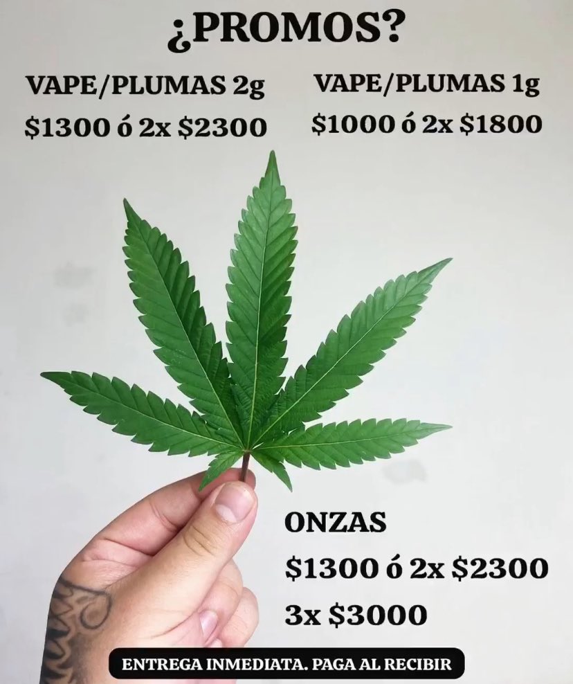 ¿BUSCAS WEED EN MONTERREY?

Entrega inmediata. Pides hoy, recibes hoy. PAGAS AL RECIBIR! Nada por adelantado. No arriesgues tu dinero y ven con el mejor dispensario de la ciudad 🏔️ 

Los mejores vapes/plumas, la mejor hierba, los mejores productos al alcance de tu mano 👽