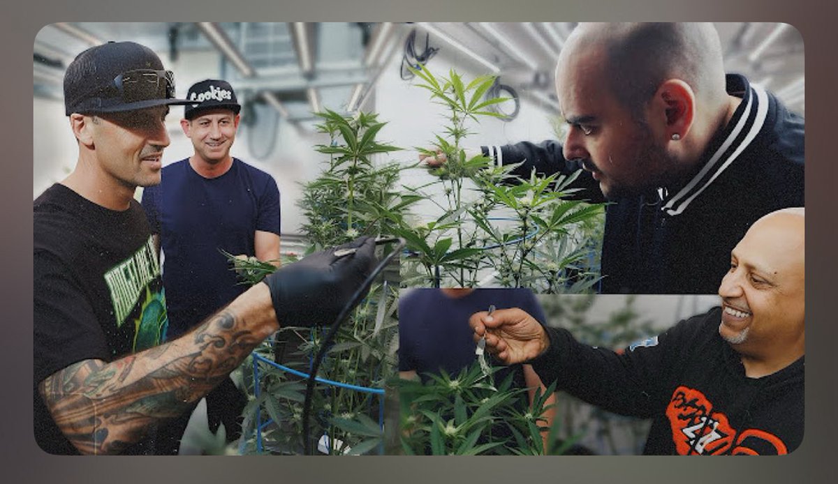 Berner - Bigger Business: Cookies Genetics R&amp;D at One Log youtu.be/3qJhywGQd_A?si… via <a href="/YouTube/">YouTube</a>