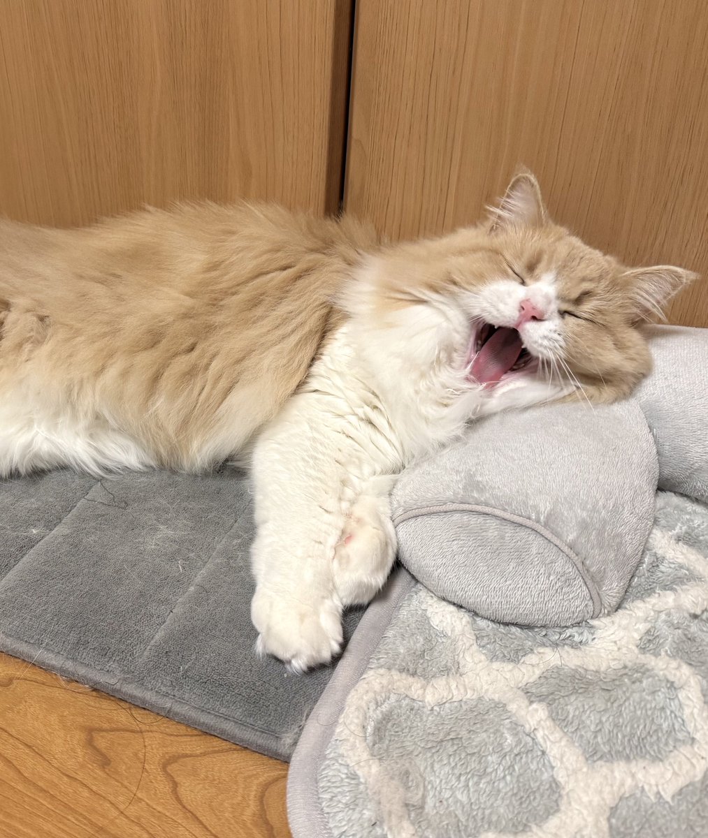 ロカくん、おはよー！
同居生活536日。

のびーっ…からのあくび（キバちら）
もう全てが可愛いね(´；ω；`)

#サイベリアン
#猫のいる暮らし
#ねこ好きさんと繋がりたい