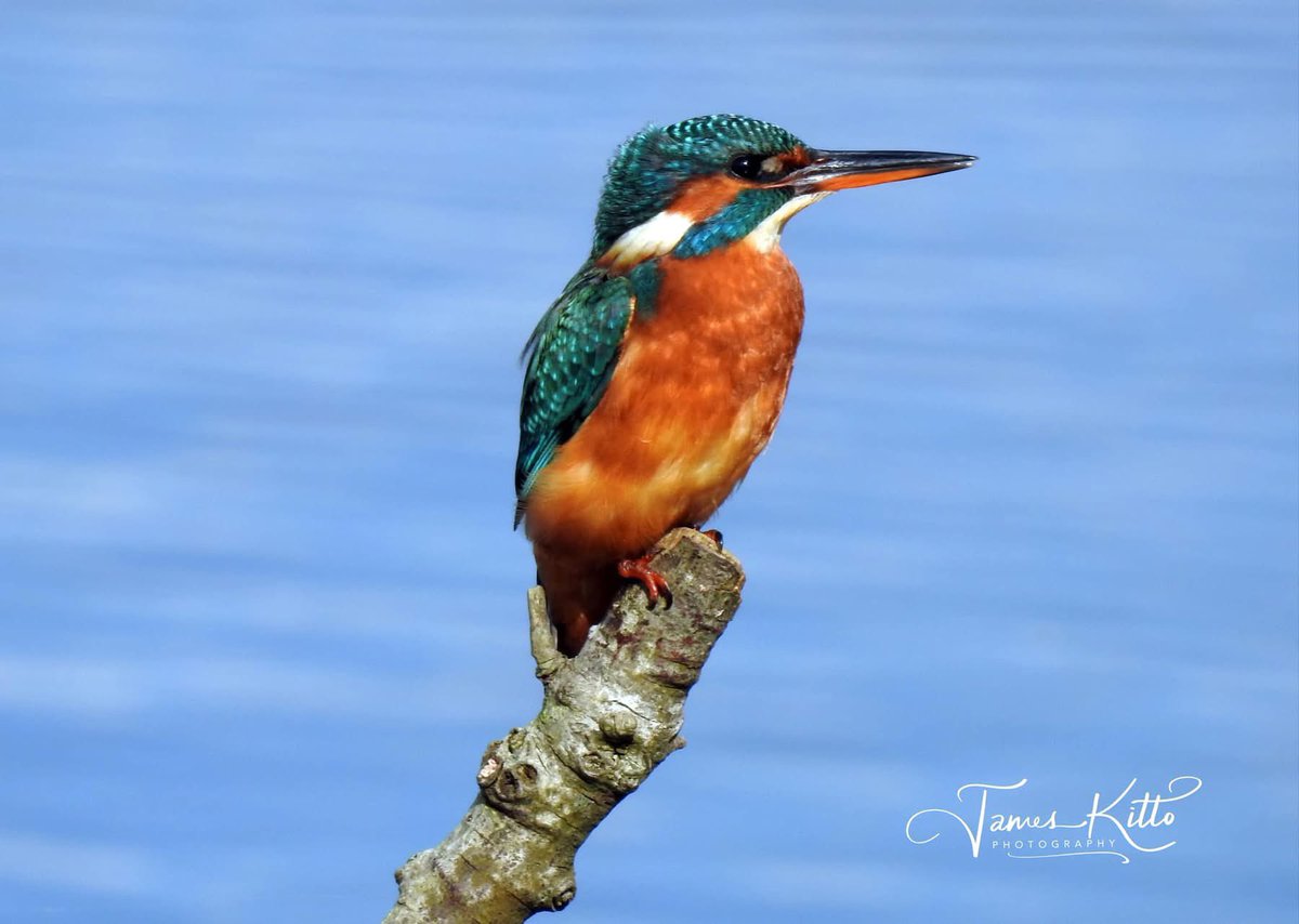 JamesKittoPhoto's tweet image. For World Photography Day, I thought I’d share one of my favorite photographs - a beautiful female Kingfisher (my favourite bird since my Great Granny gave me my first bird book when I was 3 years old!). 

📷 © James Kitto Photography 2025
Please feel free to ‘Like’ or ‘Share’.