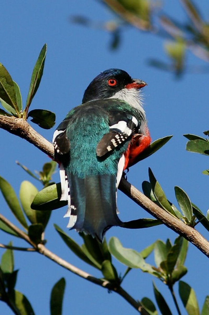 ejnyamogo's tweet image. Meet the beautiful #Cuban #Trogon, the #NationalBird #WildPhotography nature&apos;s #charms #Naturephotography