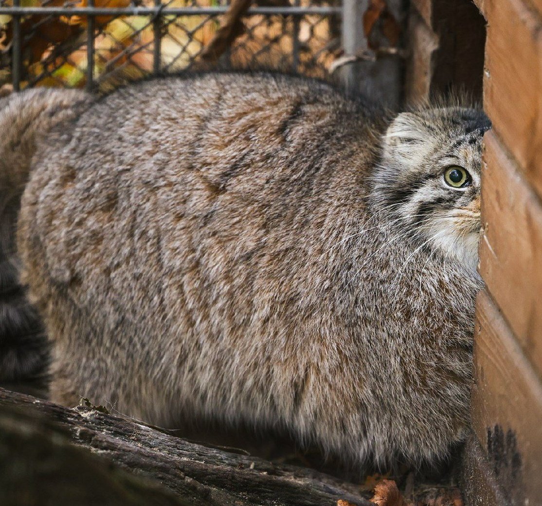 Daily Manul (@dailymanul) on Twitter photo 