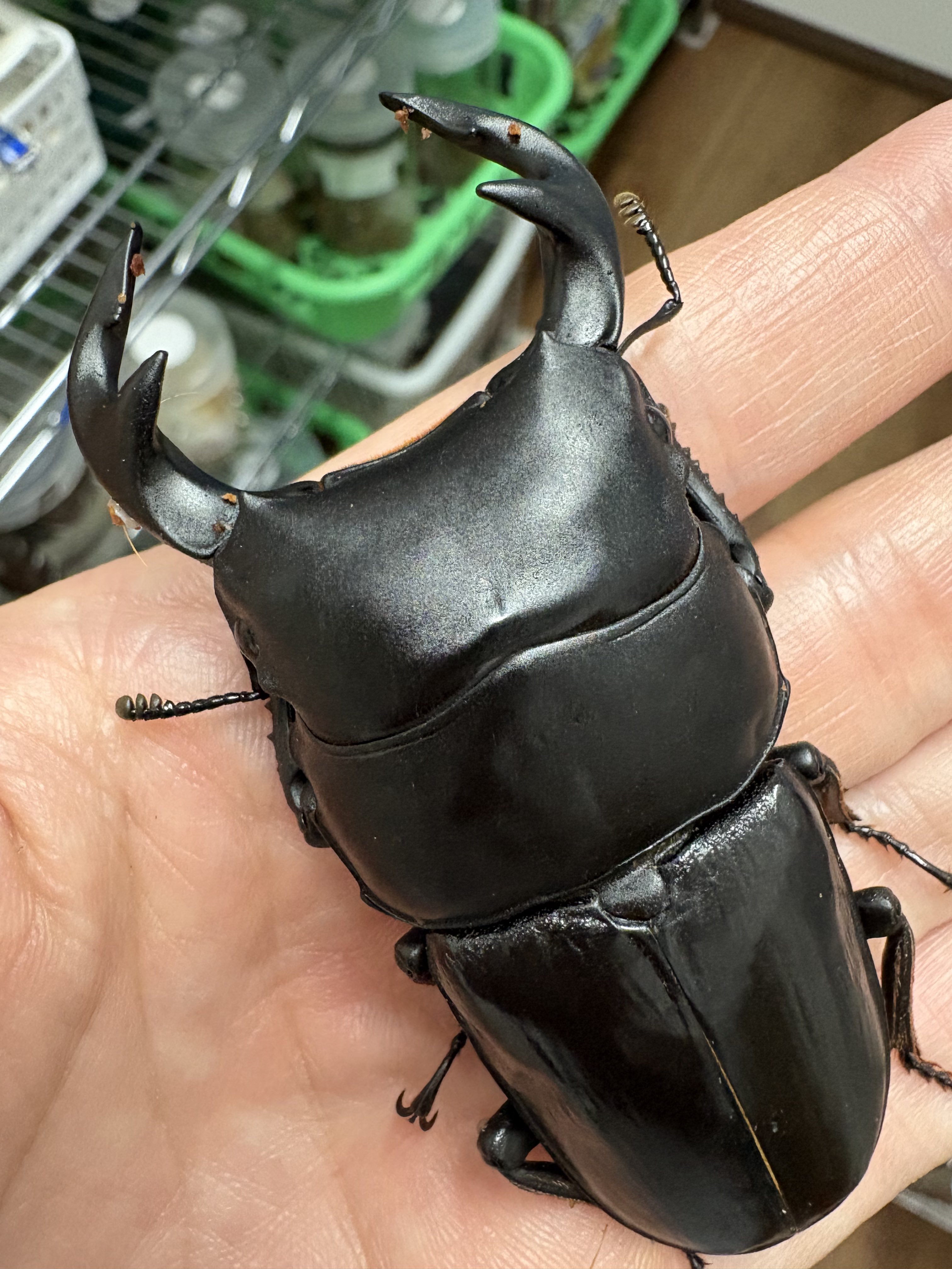 イチロ160 ドンケツ たーし イチロ160 ドンケツ たーし 硬式用【ミズノ直営店限定