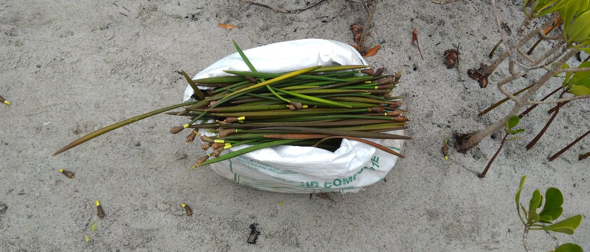 If you love them drop a support to us one by one 😊