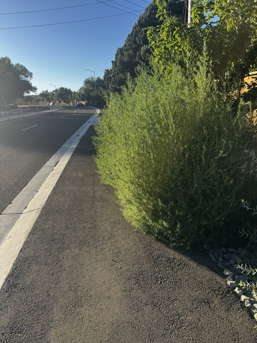 Hey, <a href="/cityofsparks/">City of Sparks, NV</a> &amp; <a href="/nevadadotreno/">Nevada DOT Reno</a>, who should I reach out to about the overgrown weeds along the pedestrian and bike paths on Oddie Blvd. Makes it difficult for folks to get through, especially those with mobility issues or people with strollers like myself on my recent run.