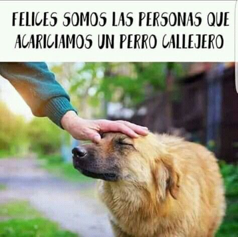 🌿 El secreto de la felicidad

Dicen que la felicidad está en grandes conquistas,
en viajes lejanos, en metas cumplidas con esfuerzo.
Se nos enseña que hay que buscarla en lo visible,
en aquello que brilla ante los ojos del mundo.
Pero la verdad suele esconderse en gestos tan