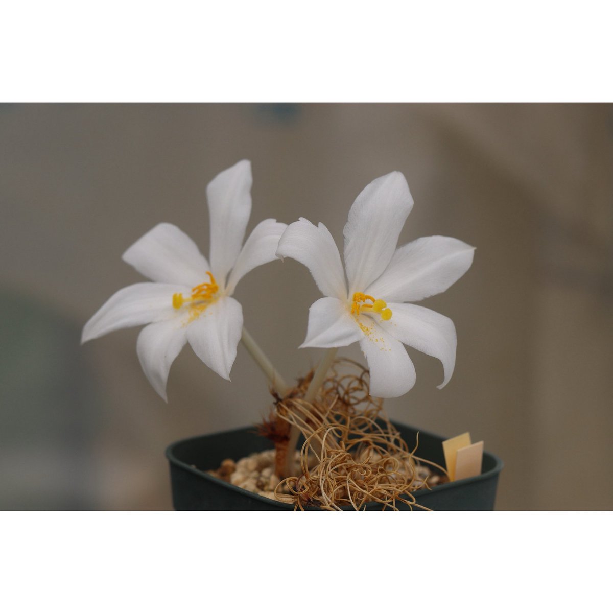OhgiNursery's tweet photo. Gethyllis verticillata/ゲチリス・ヴェルティシラータ
ゲチリスの中では毎年最も遅くに咲くんですが今年はもう咲かないのかと思っていたら先週開花しました。
#gethyllis #capebulb #ゲチリス #ケープバルブ https://t.co/9bpq0JxgAK