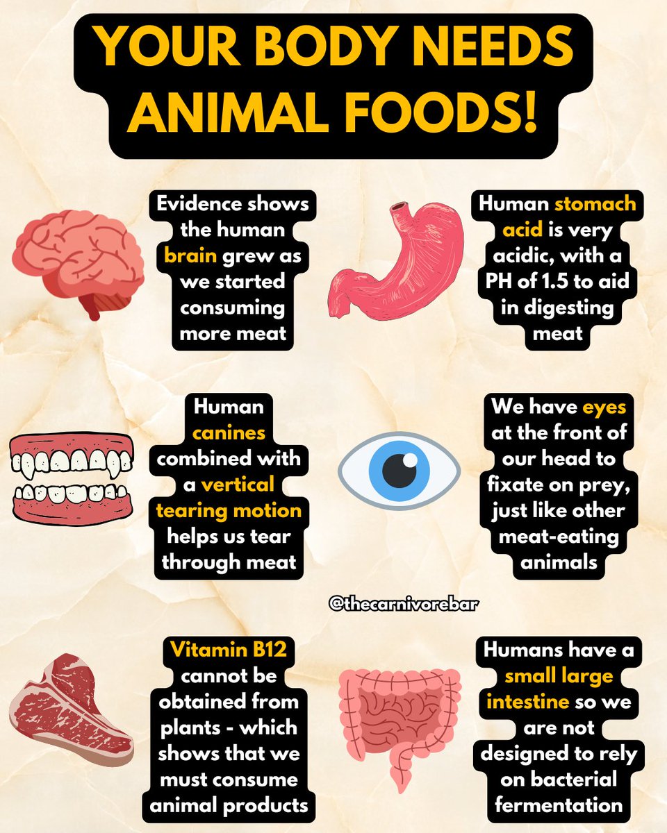 Your biology isn’t confused.
From our teeth to our guts to our brains, everything points to one truth:
🧠🥩 Humans are built to eat meat.

Plant-based is the experiment.
Animal-based is the design.

#MeatHeals #Carnivore #BuiltToEatMeat #AncestralHealth #CarnivoreBar