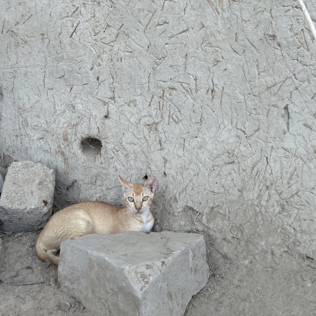 📍دشت کوہک۔