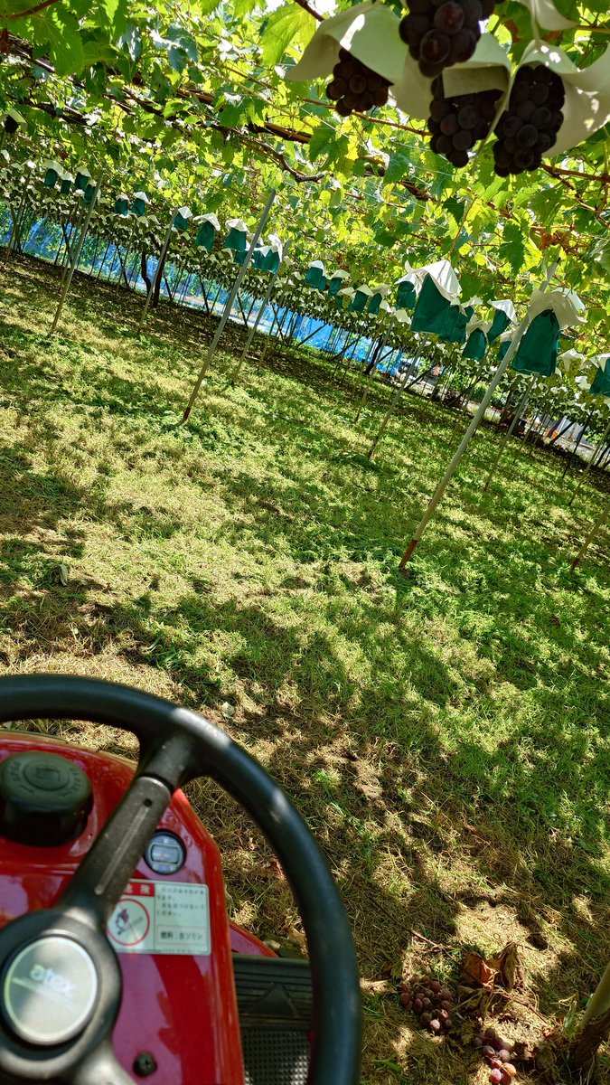 本格的に収穫が始まるので草刈りをしました
本日から #シャインマスカット を販売します
