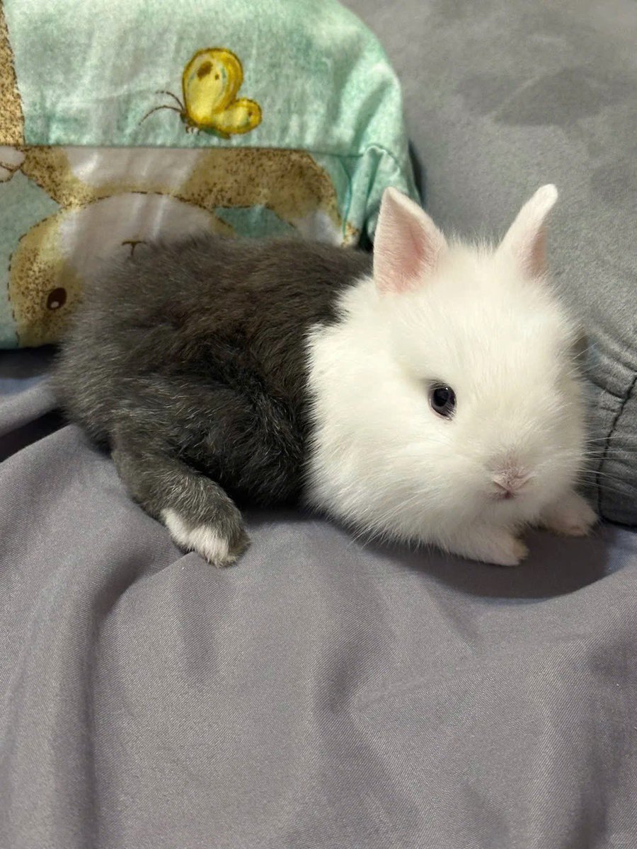 Why you should have a rabbit (@shouldhaverabit) on Twitter photo 