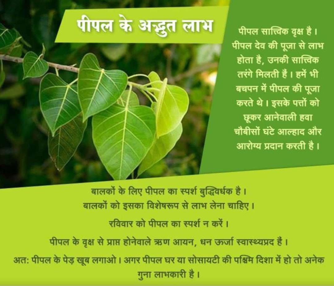 <a href="/AmdAshram/">Sant Shri Asharamji Ashram Ahmedabad</a> #AdhyatmAurVigyan
Vedic Wisdom
Spiritual Lifestyle
Sant Shri Asharamji Bapu -पीपल और तुलसी 24 घंटे ऑक्सीजन छोड़ते हैं इसलिए इनकी पूजा का विधान है ताकि यह  सुरक्षित रह सके।