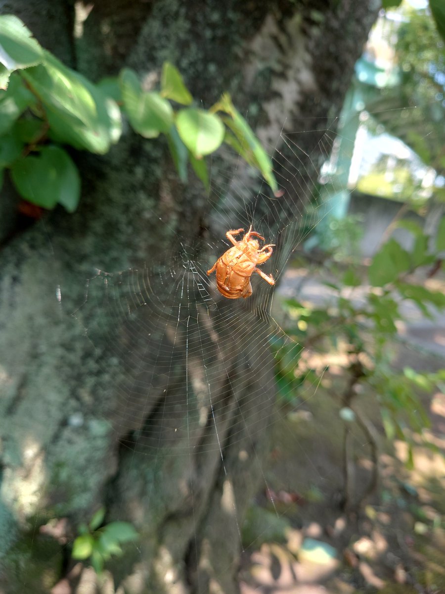 humancube_mico's tweet image. 蜘蛛にドッキリをしかける
#5歳　#炎天下　#公園　#熱中症注意　#ユーチューバー　#男子　#虫取り