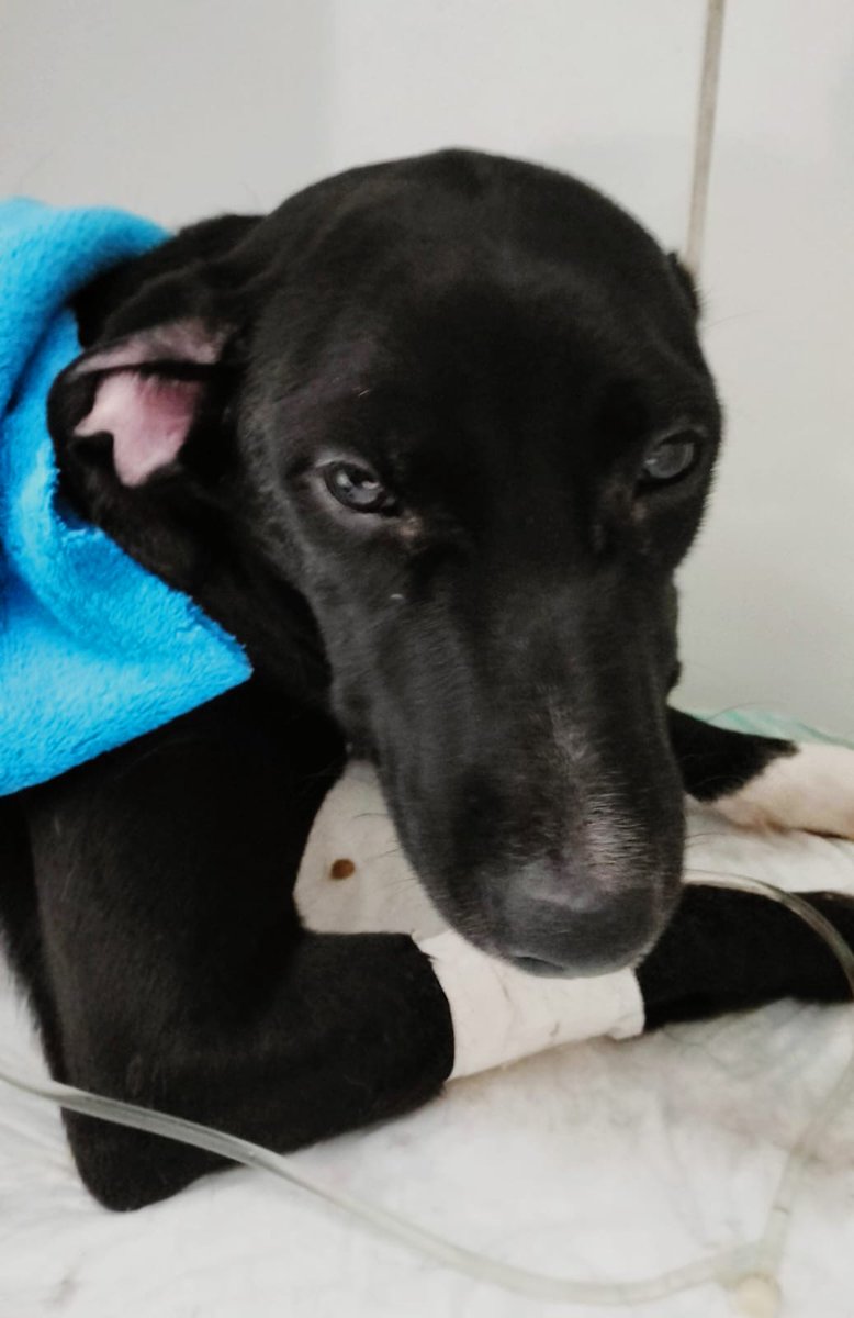 Sorry I was kinda missed today since my shayla will sleep at the hospital. Please have her in your good thoughts 💭❤️

And let’s work to give her a good life!