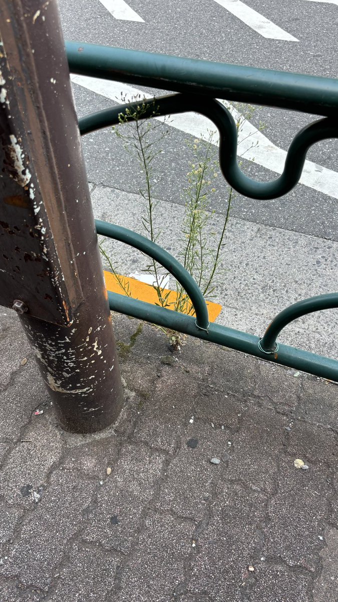 iPhone変えて最初に撮った、アスファルトに咲く花