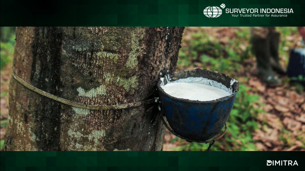 rickytanud7993's tweet image. Beyond coffee and cacao, PTSI &amp;amp; Dimitra are expanding sustainability efforts to the rubber sector. Committed to ensuring quality, traceability, and EUDR compliance for a sustainable future. #Rubber #Sustainability @surveyor_id @dimitratech $DMTR #DMTRteam