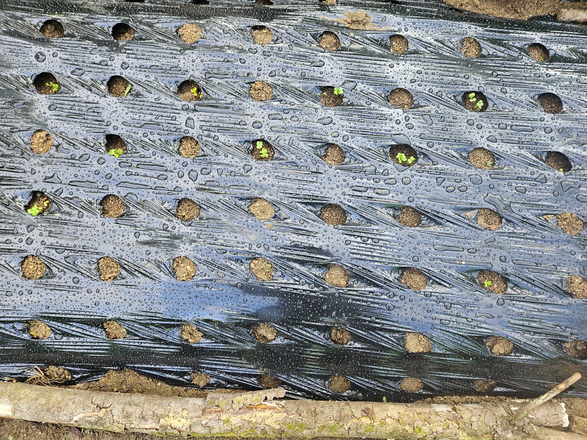 이 여름을 어쩌면 좋아
덥다고 미워하려도
생각보다 많은 일을 하고 있으니
주말에 
무우씨를 심었는데
벌써 그림같은 싹이 
얼굴을 내밀었잖아
여름이 아니고는 
꿈도 못 꿀일
아무래도 이 여름을
업어줘야겠다