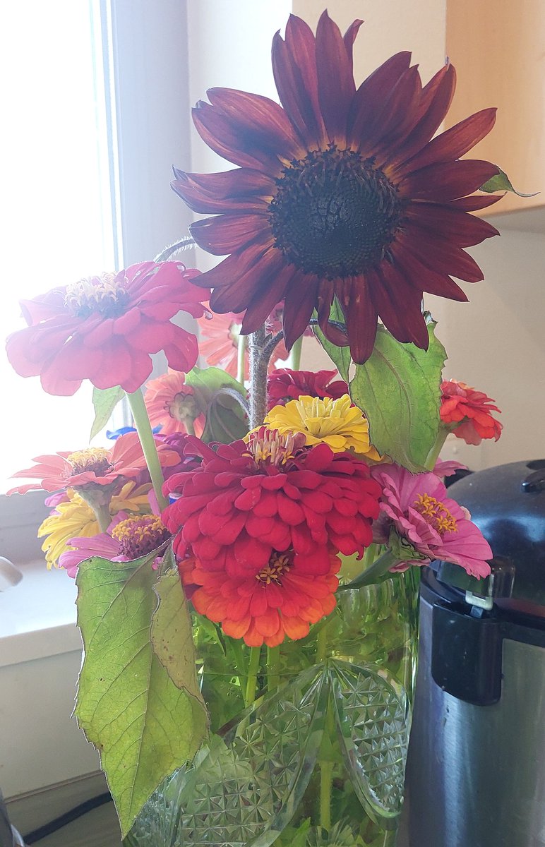My first sunflower of the season with zinnias, yay!  🌻🤎