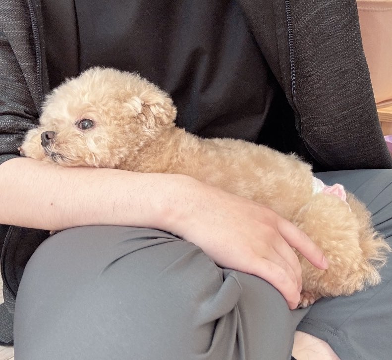 もう動かないから🧸

#ポメプー