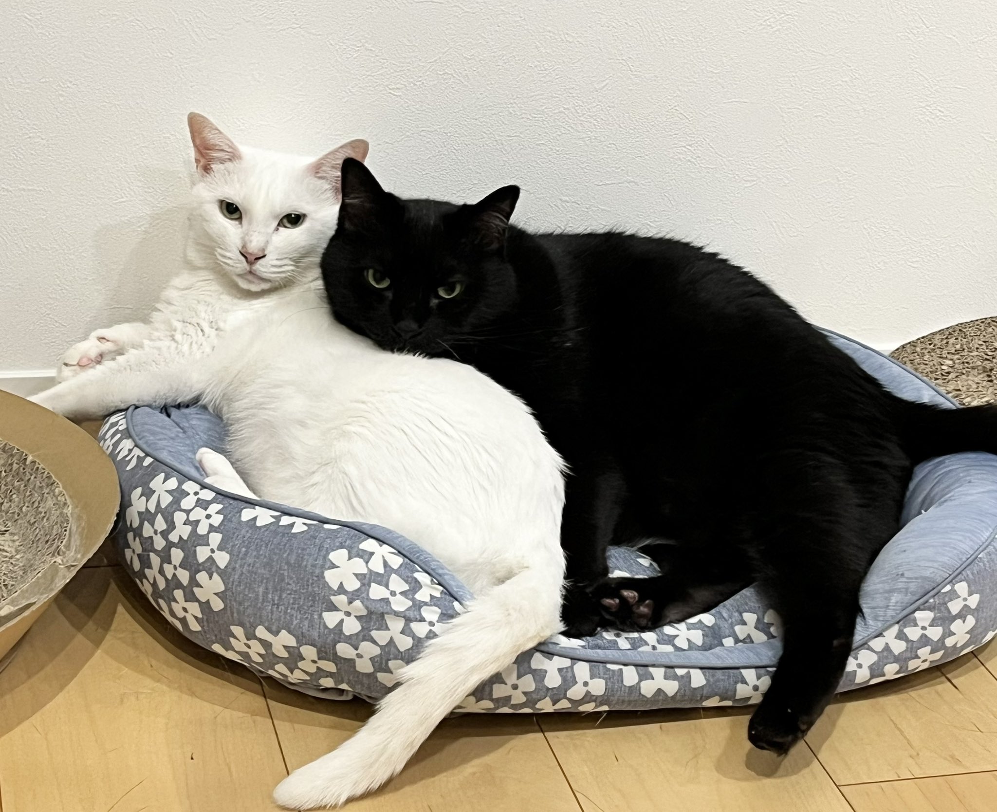 猫ページ໒꒱· ゜ chicory🐈🎸🧡 on X: 
