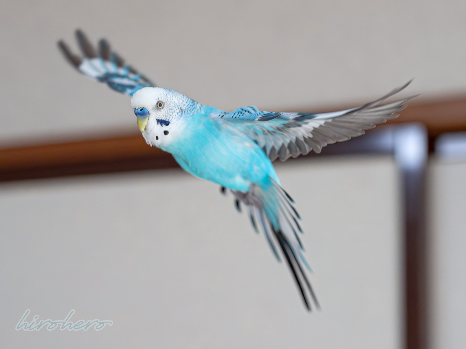 hiro　　アネモネ、信長、インコ hirohero on X: 
