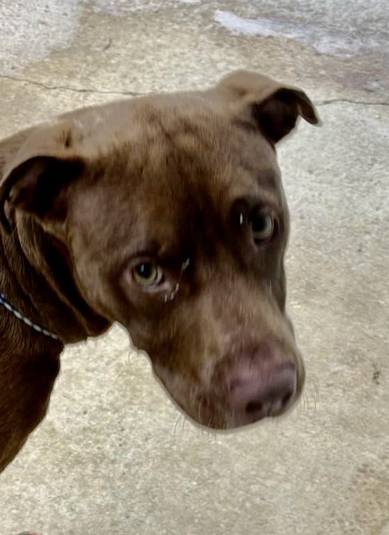 We have got to get Snickers out of Rocky Mount NC Shelter. The clock is ticking and the shelter declared Snickers “Rescue Only” because he is afraid. Snickers is living on borrowed time. I am begging you to pledge for him. The only way we can get a rescue is with more pledges