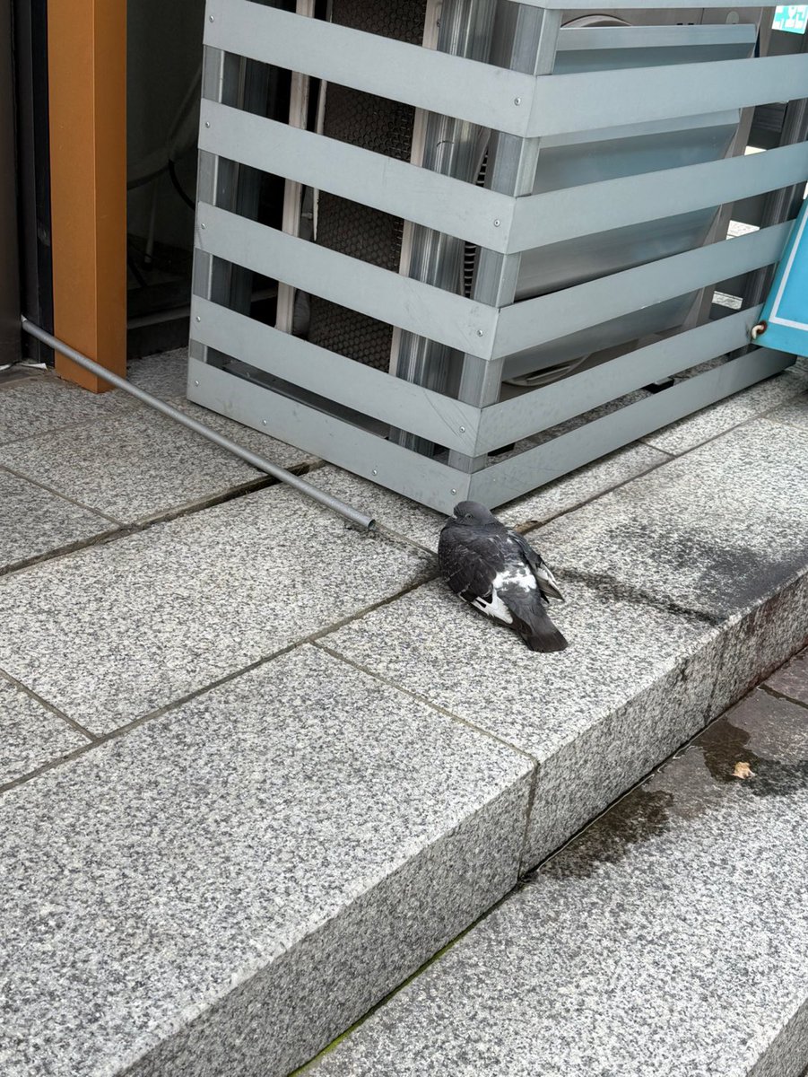 목이 말라서 에어컨 실외기에 앉아 있는 비둘기 ..