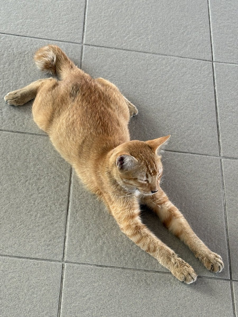 みょ沼 🇲🇾(マレーシアのラクダ) 怪獣大好き🦖 tweet media