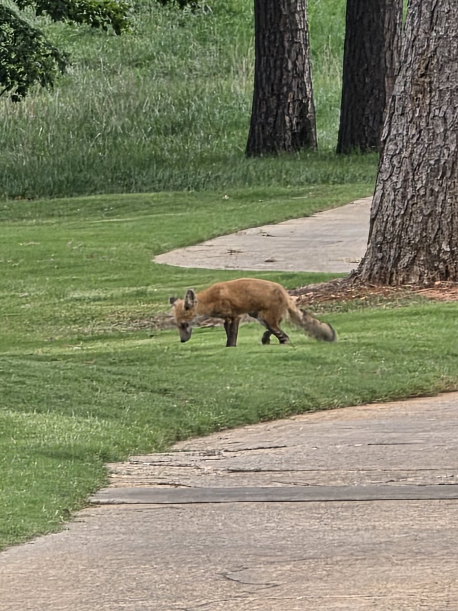 RHSLady Warrior Golf tweet media