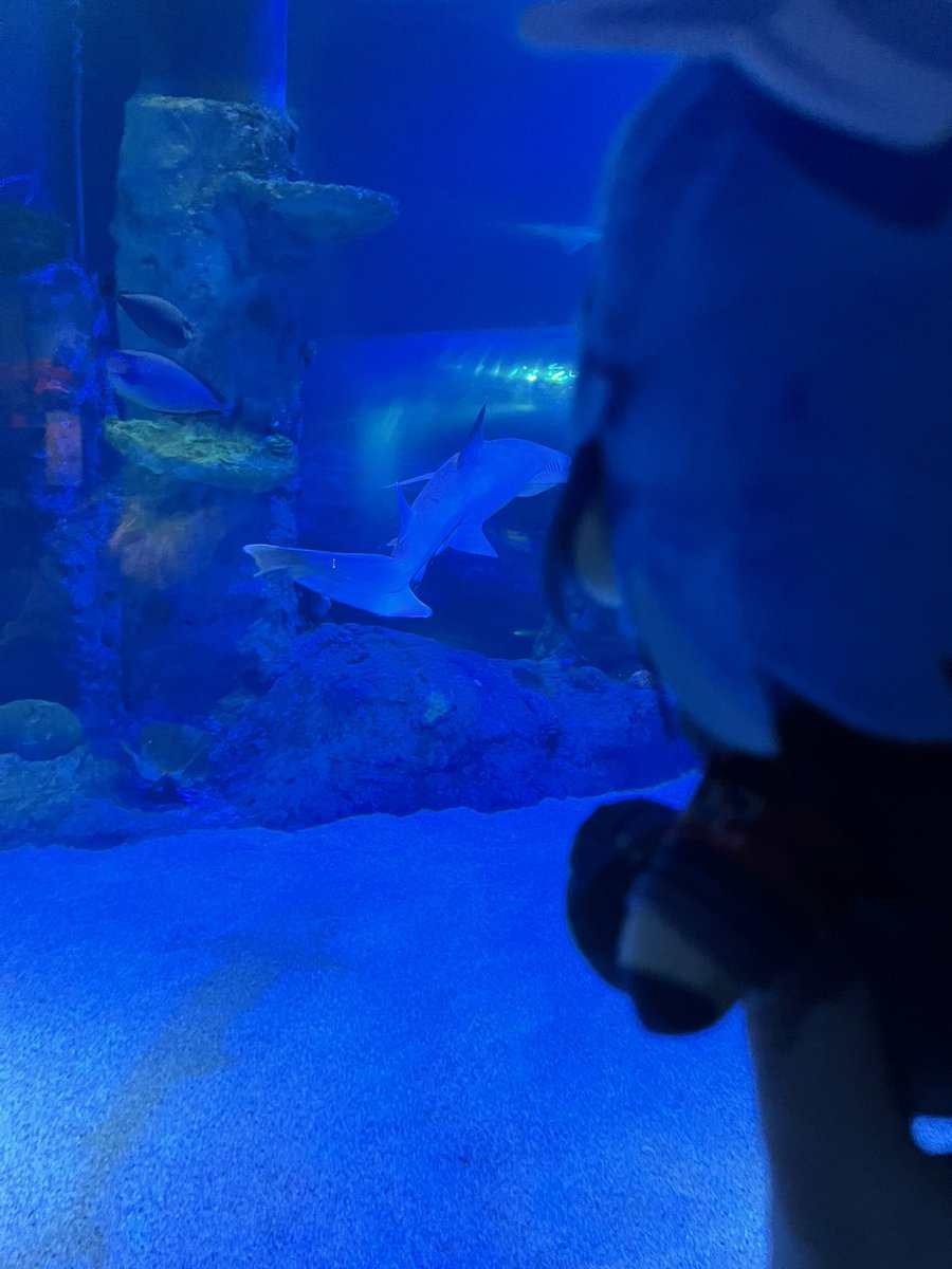 Ako got to see the sharks too☺️
