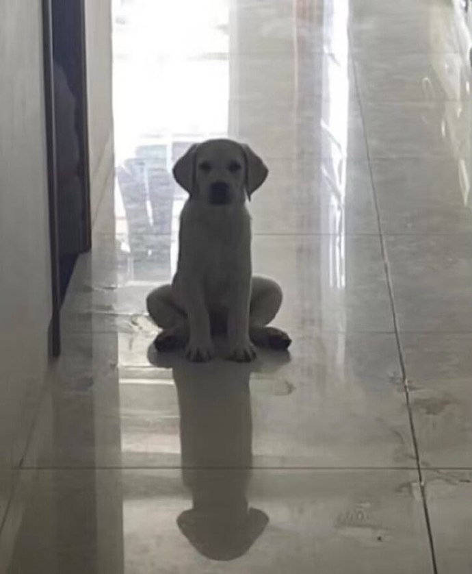 ttiiddaa315733's tweet image. 看我大🐔！