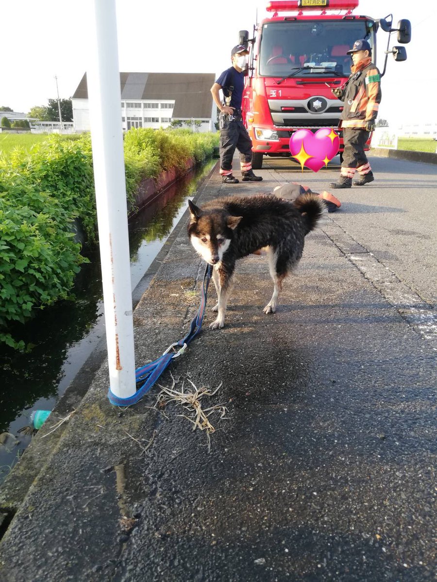迷子犬が居たと連絡が回って来ました😢

群馬県佐波郡玉村町の芝根小付近の
側溝内で朝5時半頃発見し、
現在警察署で保護されているそうです。

首輪は無く、女の子との事です。
お心当たりのある方連絡下さい！

 #拡散希望  #迷子犬  #黒柴