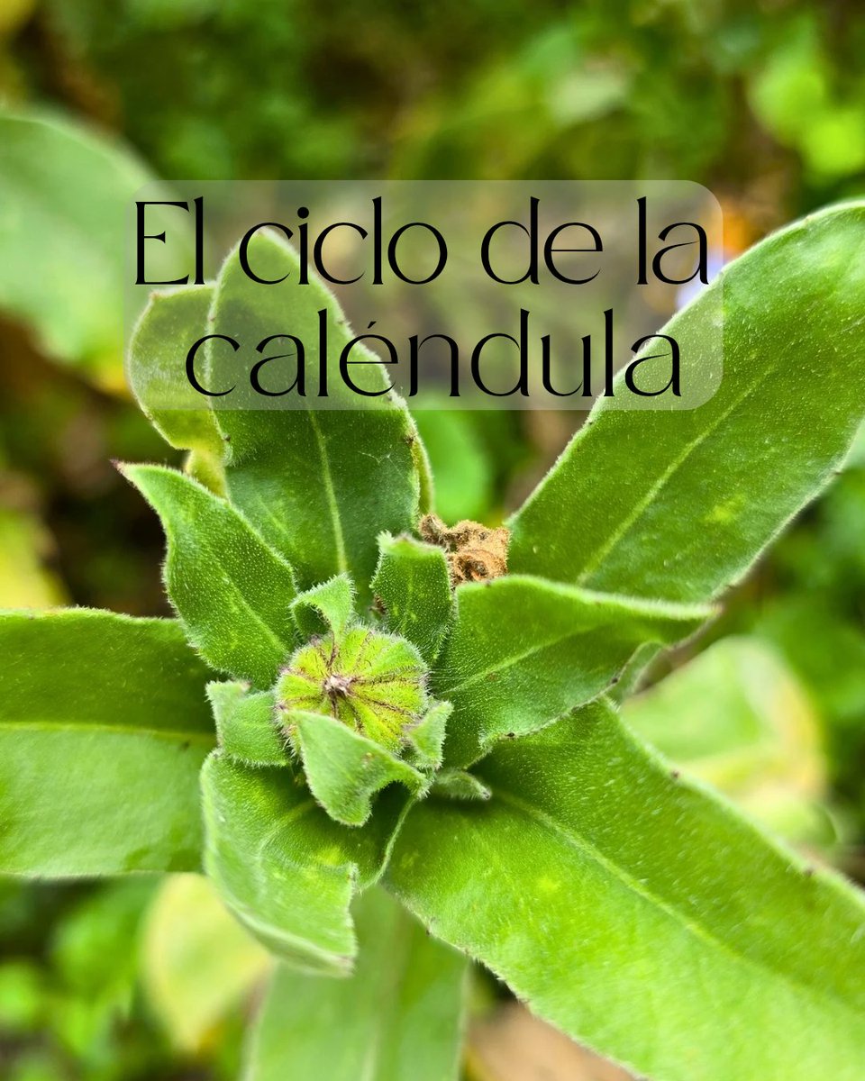 BotanicoPlan's tweet photo. Asi se ve el ciclo de la caléndula en nuestro cultivo.

#planbotanico #calendula #flores #naturaleza https://t.co/INhEDx1JUE
