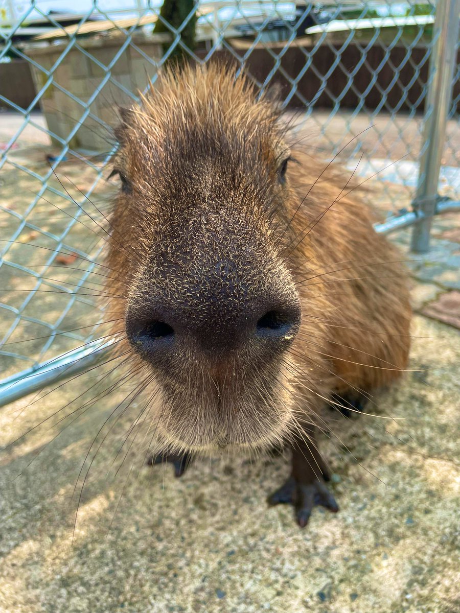 Bobsanakam's tweet photo. 昨日まで大分に遊びに行っていました！
昭和な遊園地ラクテンチではカピパラに触れるんだよ！しかし暑かった💦 https://t.co/rX4iZrEUJl