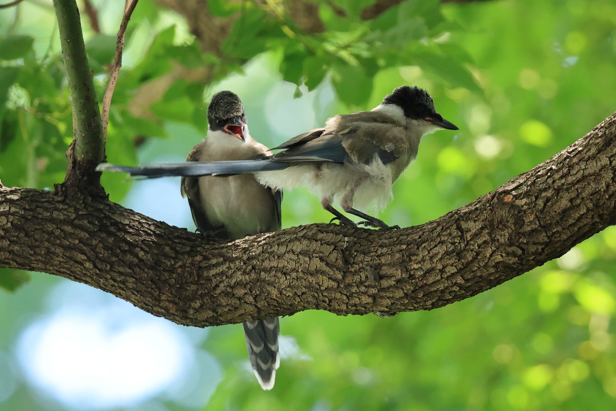 下丸子の森を騒がす #オナガ 達。
兄弟なのでしょうか....

▼野鳥写真図鑑「オナガ」
global.canon/ja/environment…