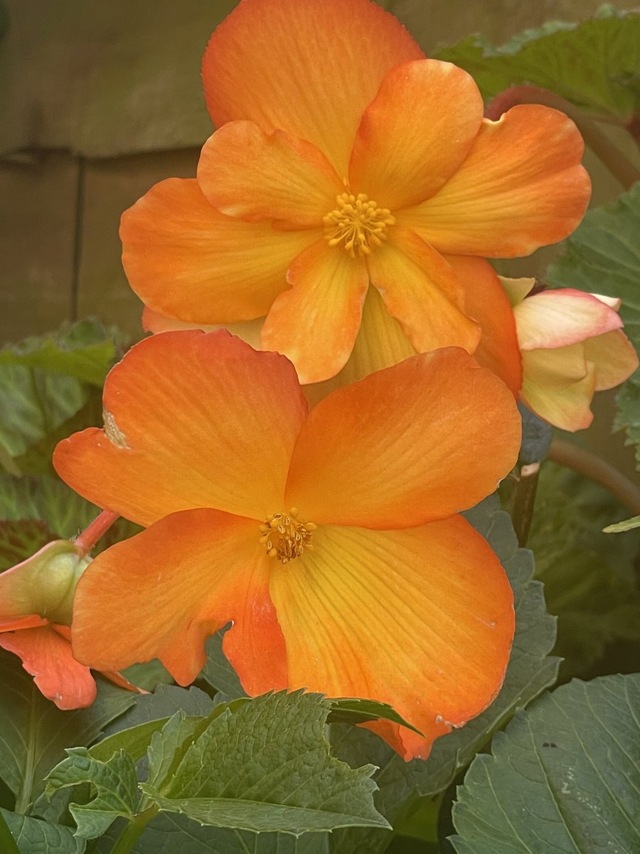 Is this orange enough for you?!?! 
Interestingly I recently found out that the plainer flowers are female and the fancier ones are male! I always wondered why flowers on the same stem were so different on begonias. 
#flower #gardening #garden