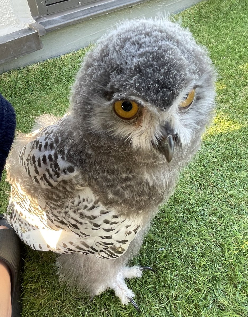 日光浴☀️
6:00でも暑くて日陰を離れない
シロフクロウの雛