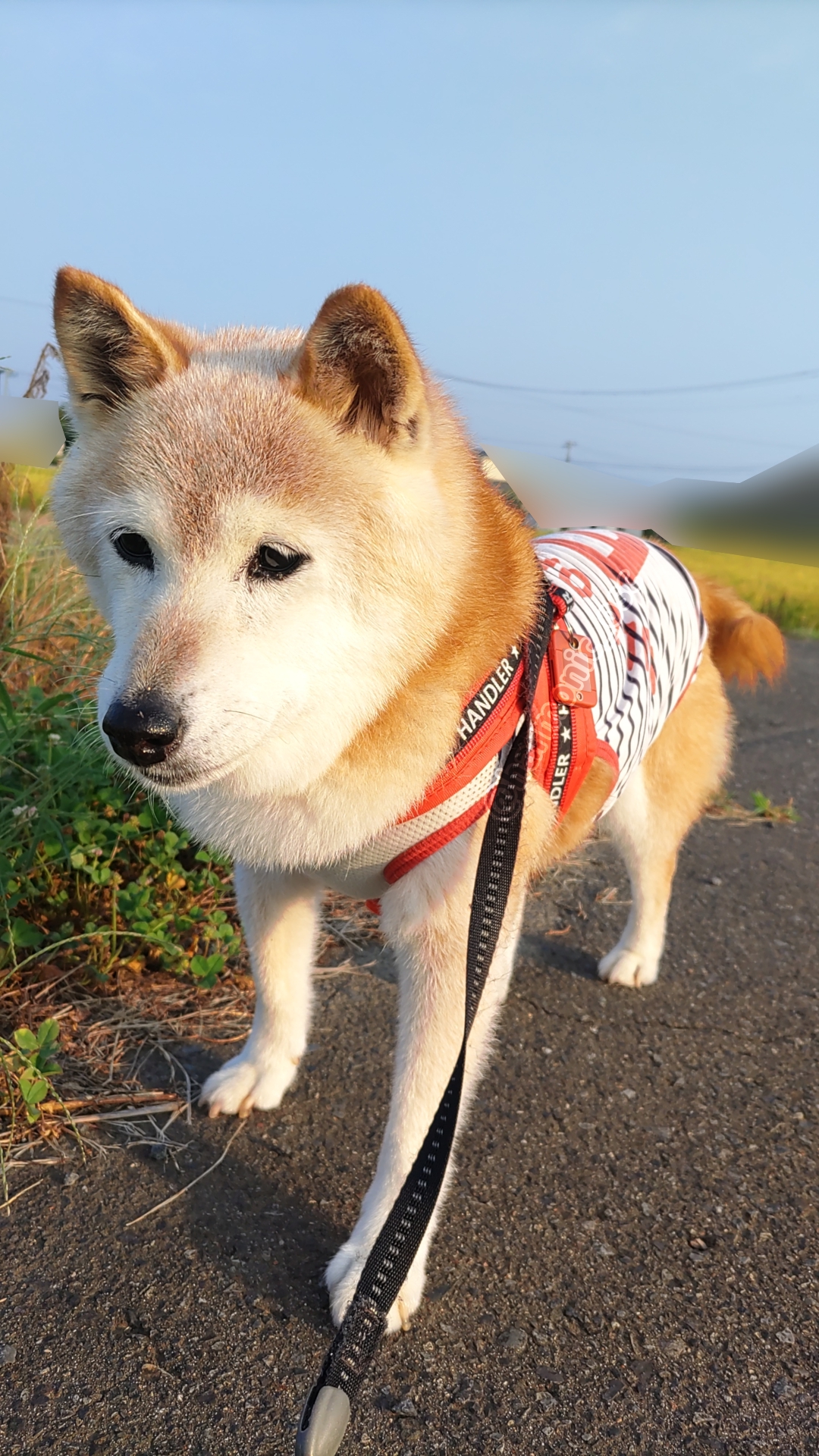 ‪‪ ‪犬 柴犬｜ヤマトペット｜柴犬｜仔犬｜ブリーダー直販｜ペットグッズ