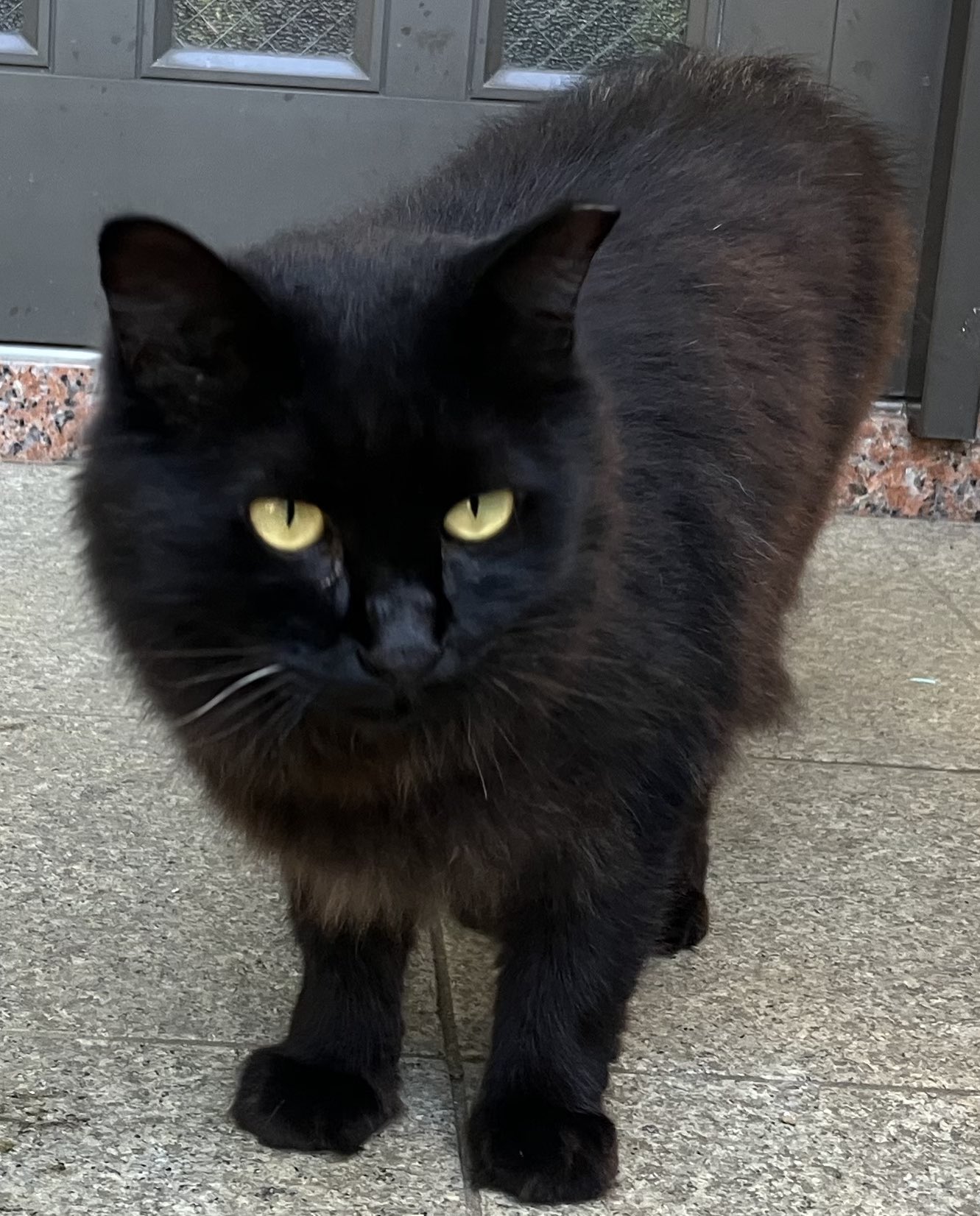 狸猫 地震から始まった1月 | マンチカン専門キャッテリー猫結/Nekomusubi