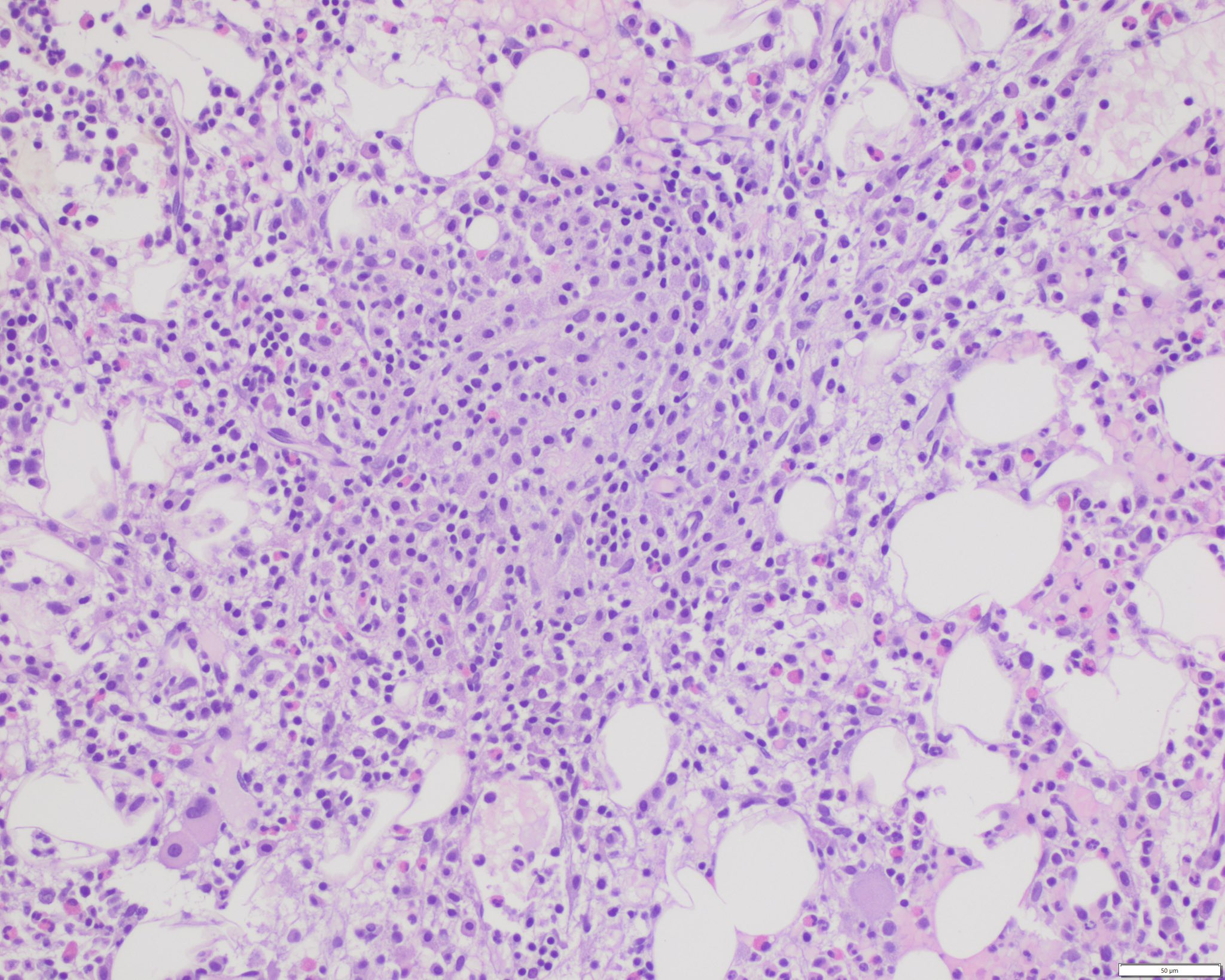 動物病理学各論 = Systemic animal pathology 5ypc3Mr66PiTIyoSBjWi1732859204.jpg