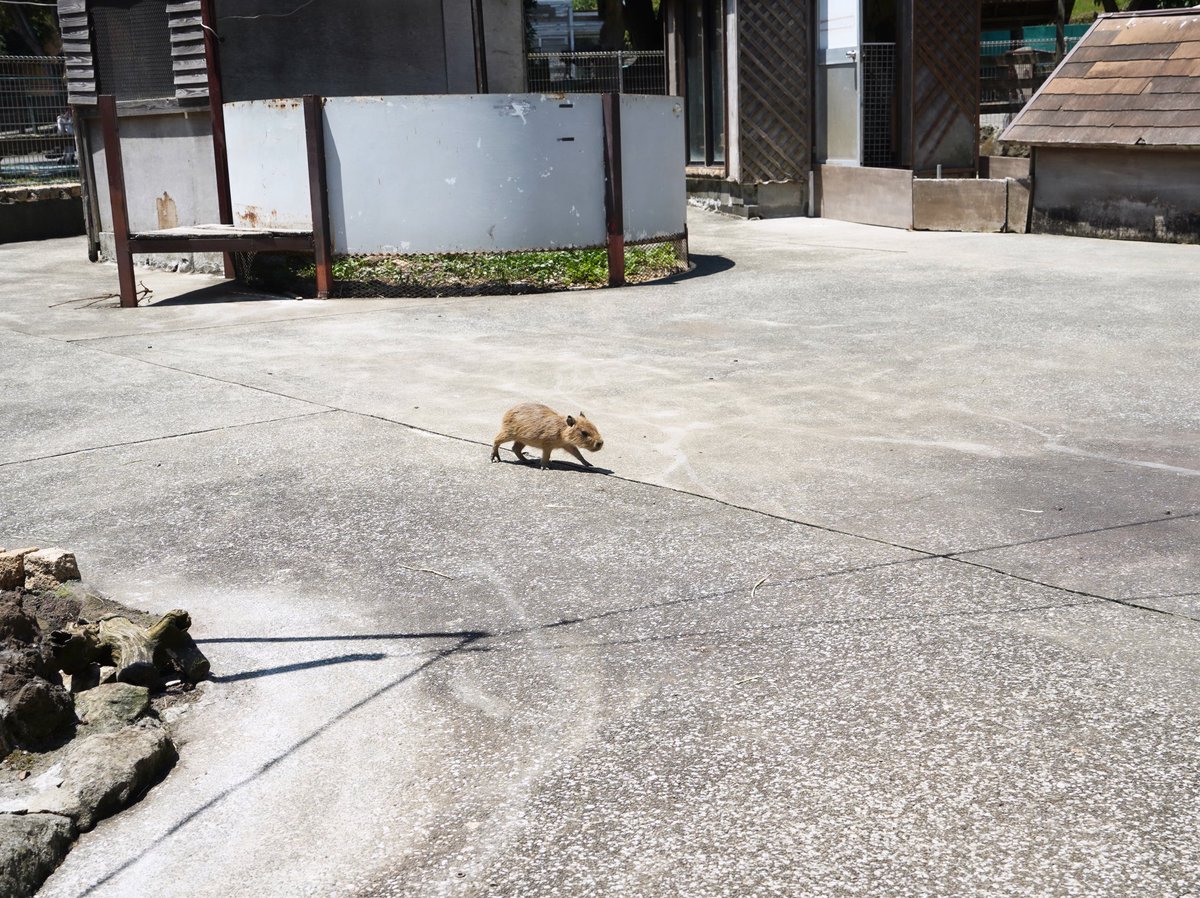 おはようございます。

#カピバラ