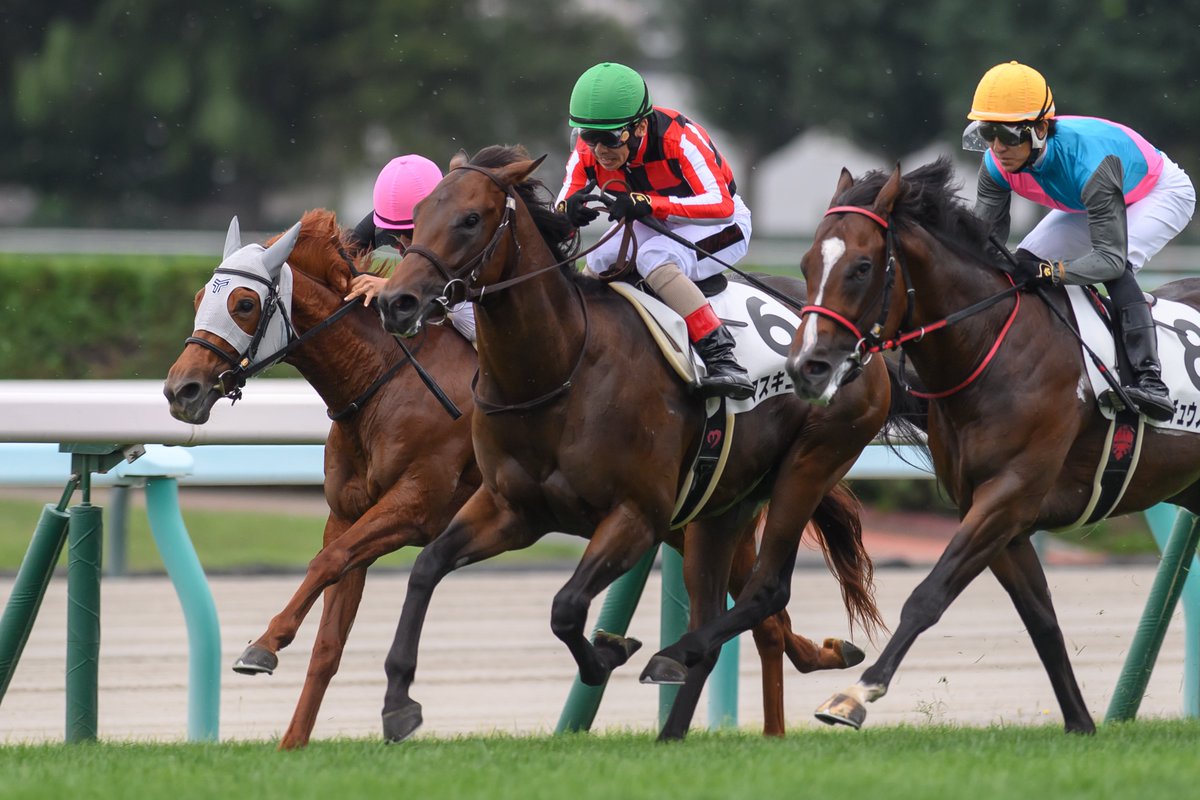 eclipse__first's tweet image. 2025.08.17 札幌1R 2歳未勝利

マスキュラー × 松岡正海騎手🫧
(3人気 3着🥉)

#マスキュラー #松岡正海 
#高橋一哉厩舎 #トゥザワールド産駒 
#コスモヴューファーム