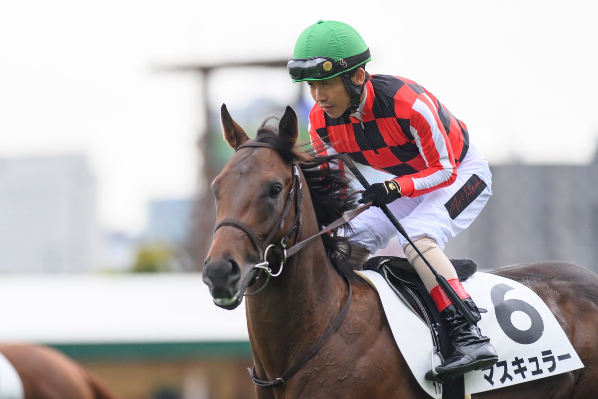 eclipse__first's tweet image. 2025.08.17 札幌1R 2歳未勝利

マスキュラー × 松岡正海騎手🫧
(3人気 3着🥉)

#マスキュラー #松岡正海 
#高橋一哉厩舎 #トゥザワールド産駒 
#コスモヴューファーム