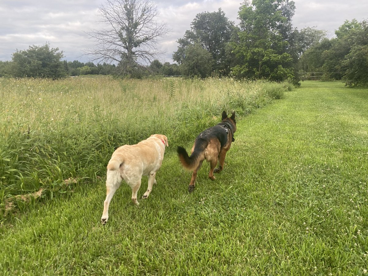Tuesday night walking Haley and Gunner
