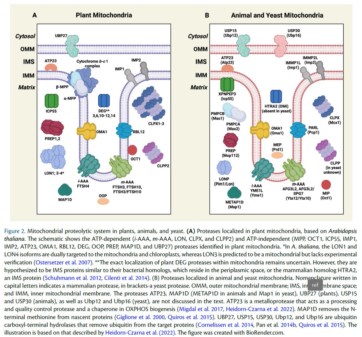 📗From PCP latest issue (66-7): Review💐
'Mitochondrial proteases and their roles in #mitophagy in plants, animals, and yeast'
Kacper Ludwig &amp; Małgorzata Heidorn-Czarna

doi.org/10.1093/pcp/pc…
 #mitochondria #plantsci