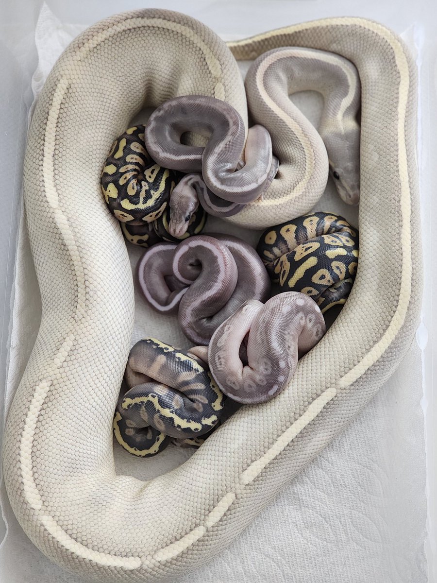 SnakeQueen tweet media