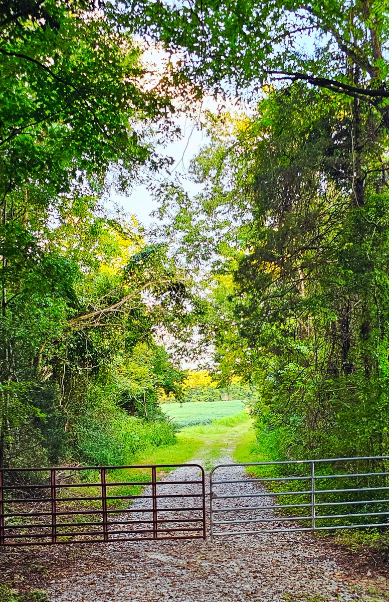 jessederas's tweet image. The back 200 gate 😍
Morning/evening
#cornfields🌽