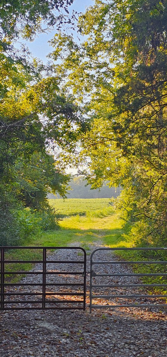 jessederas's tweet image. The back 200 gate 😍
Morning/evening
#cornfields🌽
