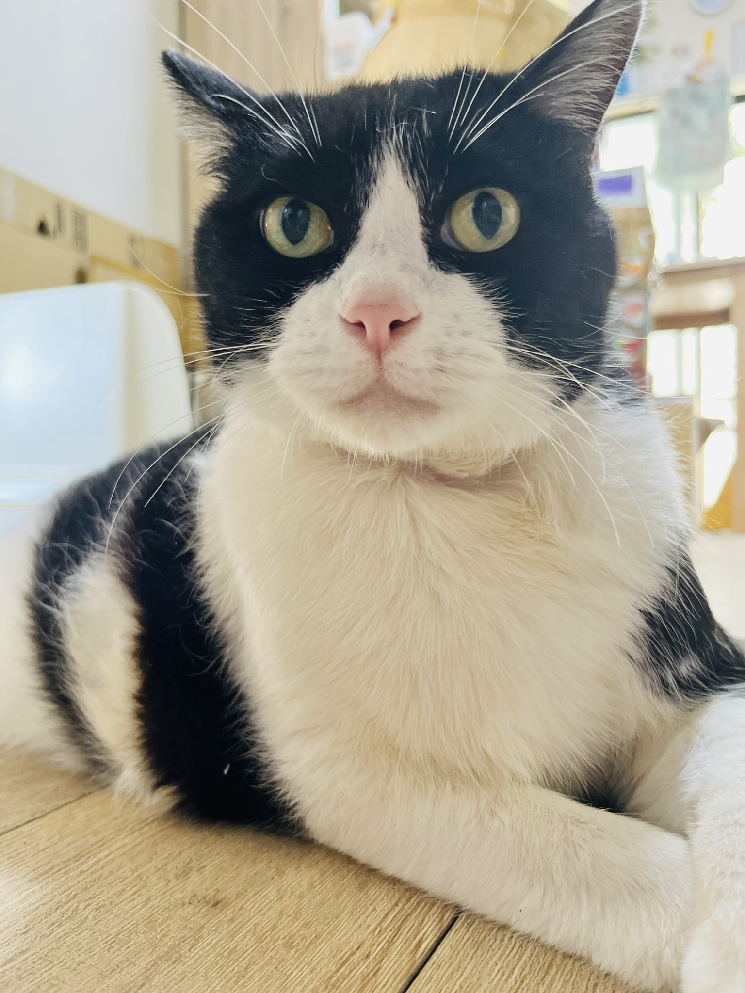 【光の春猫】 Cat for Light on X: 
