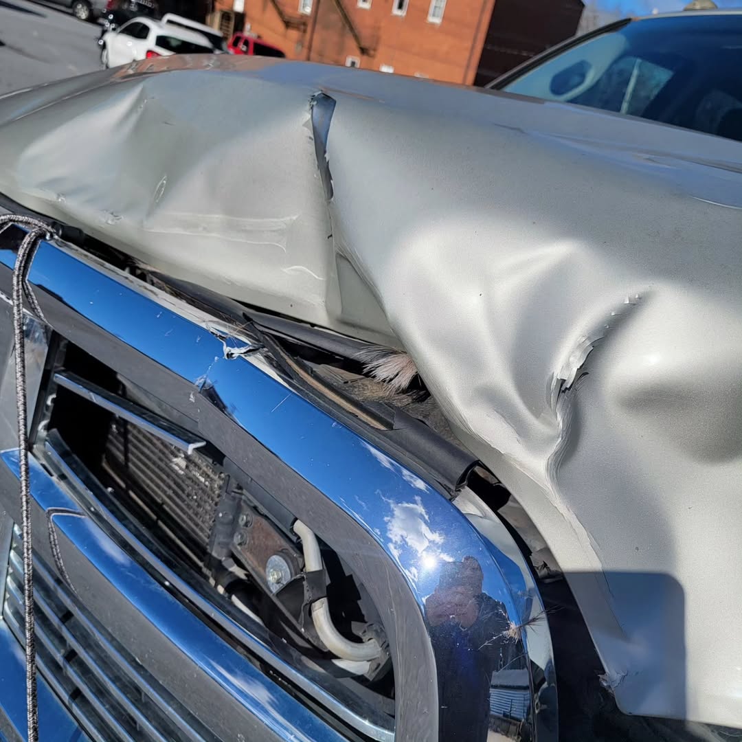 MathewB27823762's tweet photo. I hit a deer on the way to Abbeville on Saturday. Someone put corn in the road. https://t.co/MO2hgzZtmU